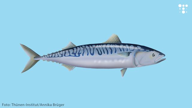 Illustration einer Makrele auf hellblauer Farbfläche