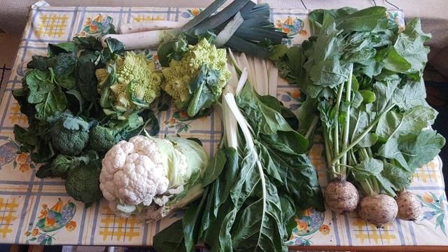 Contenido de la cesta de la semana sobre una mesa con hule.
A la derecha, tres nabos con sus hojas.
En el centro, acelgas y encima puerros.
Bajo estos dos romanescos y hacia la izquierda, espinacas. Y bajo éstas, retoños de brócoli y una coliflor.