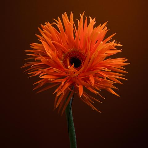 Orange gerbera agains a dark orange background.