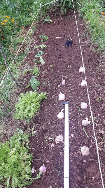 Foto de un bancal en la que destacan unas cabezas de ajos distribuidas para ser plantadas alrededor de una regleta con marcas.
A la izquierda hay unas escarolas. Y hacia el fondo unos plantones de coles de Bruselas. Un poco pochos porque están recién trasplantados.