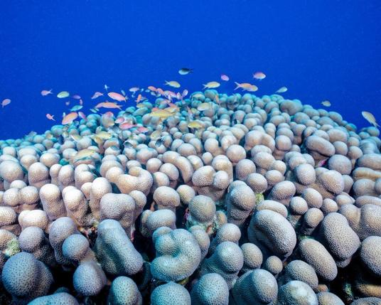 la-decouverte-du-plus-grand-corail-du-monde-1.