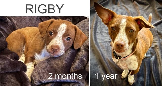 Image showing a dog named Rigby. The left side features Rigby at 2 months old, snuggled in a blanket, while the right side shows Rigby at 1 year old, standing with an alert expression.