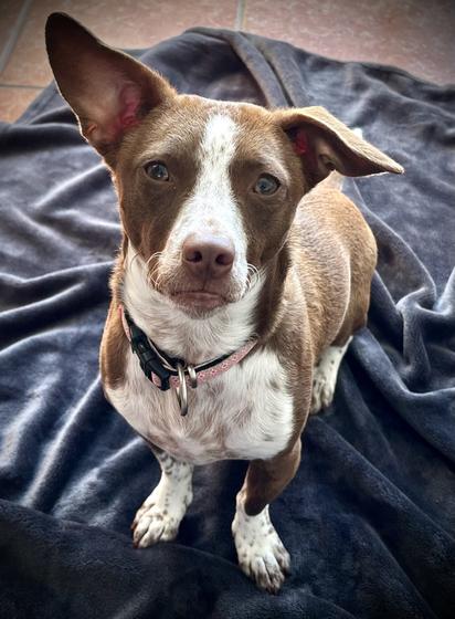 A small brown and white dog with one ear up, sitting on a dark blanket. The dog has a pink collar and a curious expression.