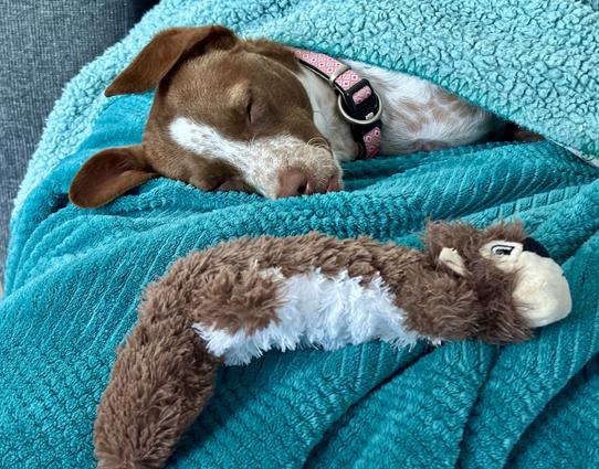A small dog with brown and white fur is sleeping on a teal blanket, with a plush toy next to it. The dog has a pink collar and appears cozy and relaxed.