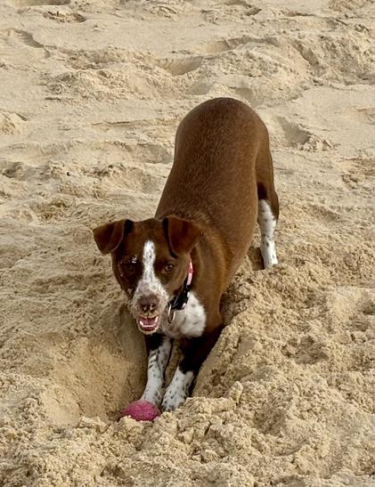 A playful dog digging in sand with a pink ball in front of it.