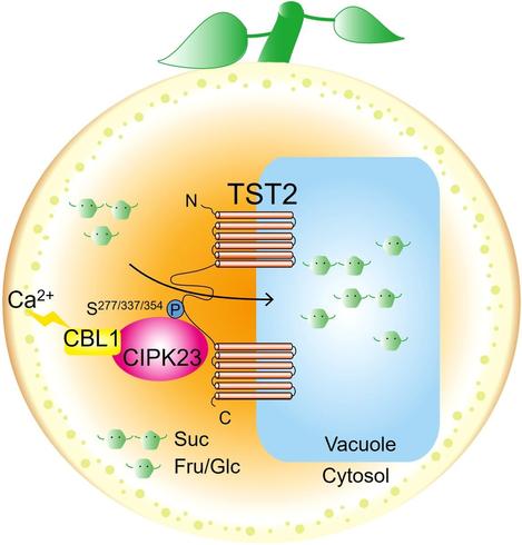 This stylized cross-section of an orange features an enlarged, annotated flow diagram to illustrate that the tonoplast-localized sugar transporter CsTST2 has sucrose and hexose transporter activity and contributes to sugar accumulation in the vacuole. Furthermore, the calcium sensor complex CsCBL1/CIPK23 interacts with and phosphorylates CsTST2 to regulate its transporter activity, which in turn controls the sugar content in citrus fruit.