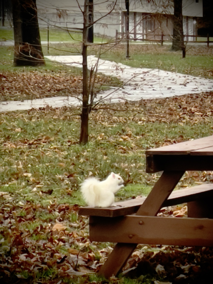Olney white squirrel on a picnic table alongside the walking trail at Olney City Park.
