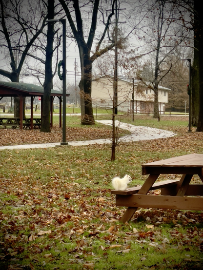 Olney white squirrel on a picnic table alongside the walking trail at Olney City Park.