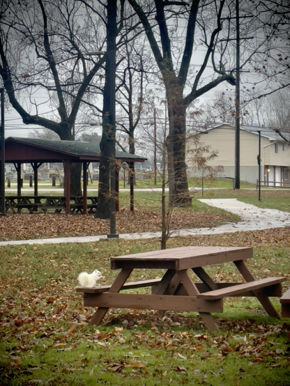 Olney white squirrel on a picnic table alongside the walking trail at Olney City Park.