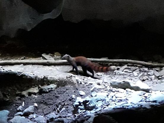 A rust-red mongoose with a gray head and black stripes on its back and tail walks through a rocky chamber in the Tsingy, with gray stone walls surrounding it.