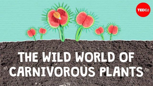 A still from the video, showing a few venus flytraps with their mouths open. Underneath them are the words "THE WILD WORLD OF CARNIVOROUS PLANTS".