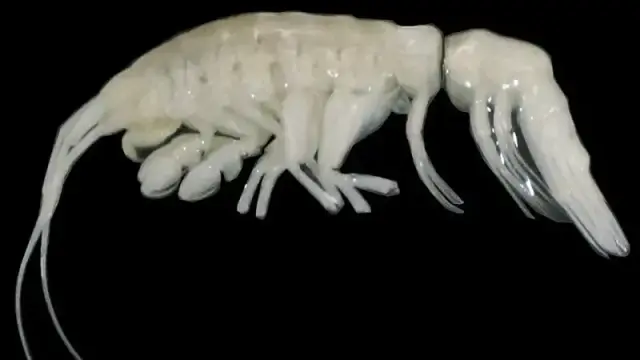 Close-up photo of a pale crustacean