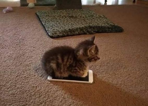 kitten sitting on iphone
