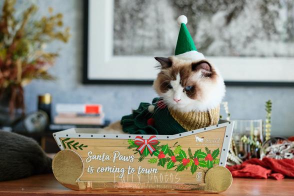 A ragdoll cat wearing a green pointy elf hat and a christmas tree 'sweater' sits in a cardboard sleigh with "Santa Paws in coming to town". He has a annoyed scowl on his face.