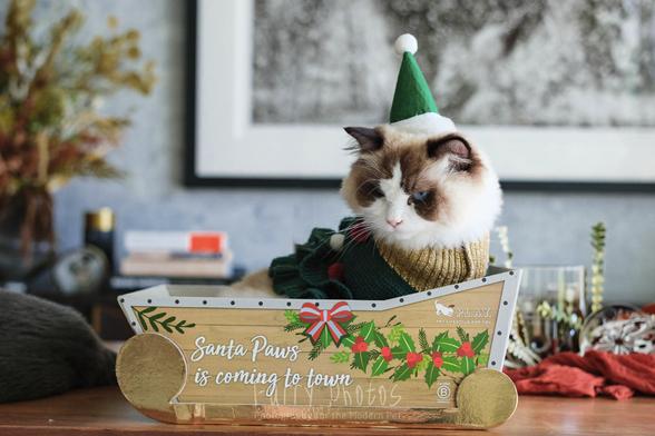 A ragdoll cat wearing a green pointy elf hat and a christmas tree 'sweater' sits in a cardboard sleigh with "Santa Paws in coming to town". He has a annoyed scowl on his face.