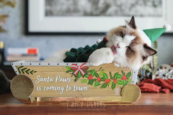 A ragdoll cat wearing a green pointy elf hat and a christmas tree 'sweater' sits in a cardboard sleigh with "Santa Paws in coming to town". He is lying down to one side while grooming a paw contentedly.