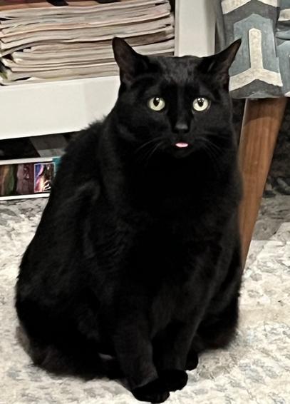 Black cat sticking out her tongue