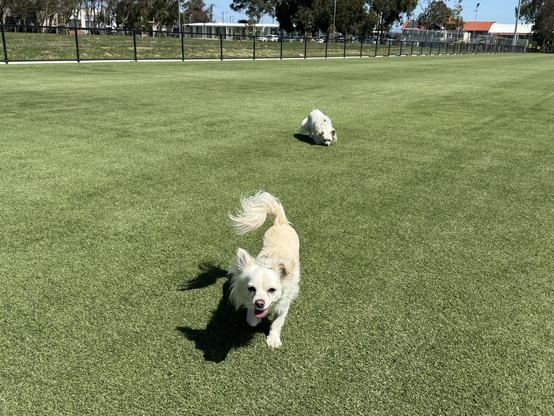 Two chihuahuas run around on a finely mowed new community soccer pitch