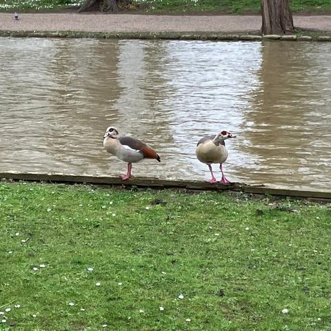 Two Egyptian geese standing on the edge of a river, one sensibly in profile and the other facing the camera with its neck stretched out... perhaps it is about to charge?!