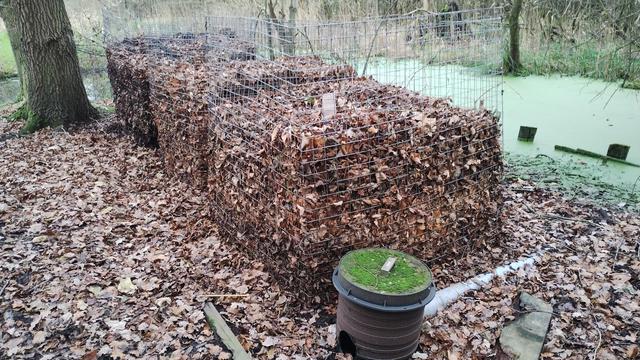 Cage containing leaves from this year's autumn drop. The level has dropped by over a foot since my earlier photo of the cage.