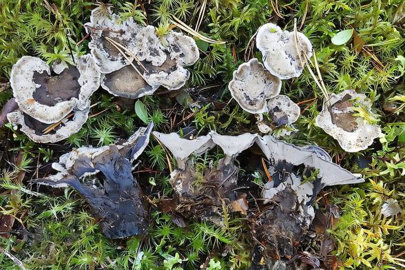 photo of grey mushrooms on moss