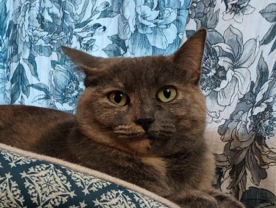 A dilute tortoiseshell cat with fur in muted tones of grey, orange and white is lying in her turquoise and white cat bed.  She is staring directly at the camera with big greenish yellow eyes.