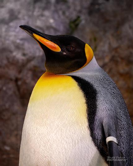 Head and upper body portrait of a king penguin who has some bright yellow on his chest and orange on his beak and the back of his head.