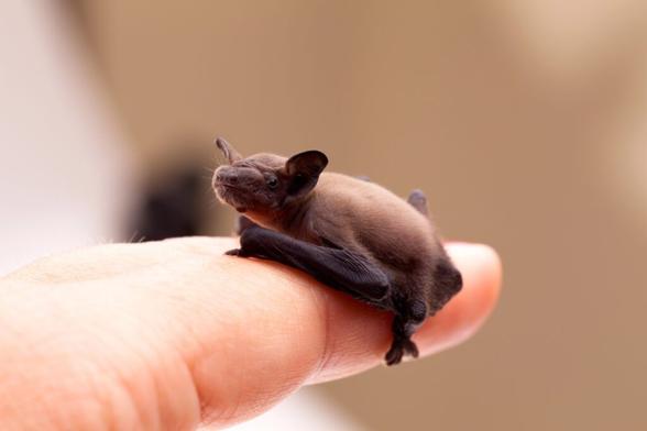 la-chauve-souris-bourdon-le-plus-petit-mammifere-du-monde-7