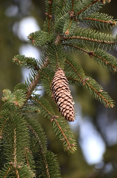 A single pine cone, a cylinder shape comprised of pale reddish-brown diamond-shaped scales, hanging down from a spruce branch with stems of green needles.