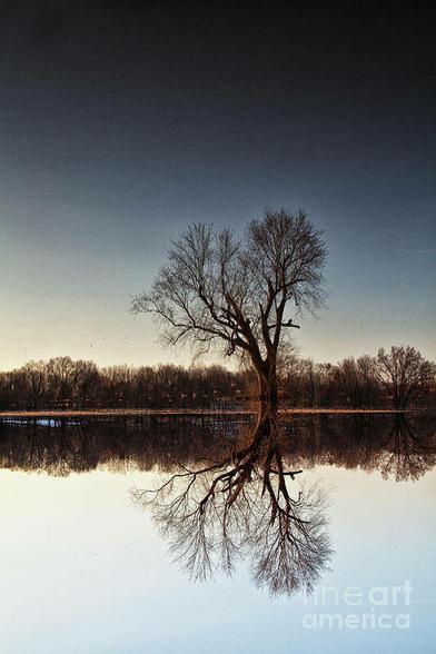One Tree is a color photograph of a lone tree surrounded by flood waters in a field in New Paltz, New York during spring flooding of the Wallkill River