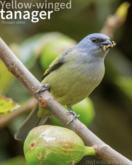 🌎 Yellow-winged tanager (Thraupis abbas)

The Yellow-winged tanager is a medium-sized bird with a dark bluish-gray body and distinctive yellow patches on its wings. It is found in tropical lowlands and foothills of Central America, favouring forest edges, woodlands, and semi-open areas. It is a common bird, often seen in groups feeding on fruit in trees or perched on wires. GG 2024 (Edited)

Conservation status: Least Concern (IUCN 3.1) 

📷: Photo by FranciscoJavierCoradoR via Pixabay 

CXER
