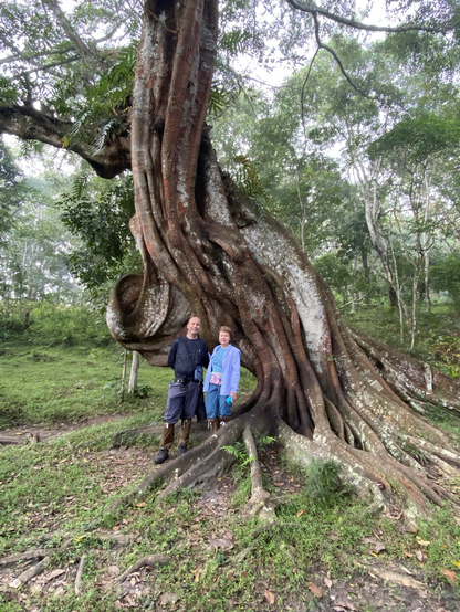 The photograph showcases a colossal tree, its massive roots sprawling across the foreground, dominating the scene. The background is a lush green forest, typical of a tropical or subtropical climate. The lighting suggests it might be early morning or late afternoon, casting soft shadows across the forest floor. The overall ambiance is one of serene, natural beauty. The foreground also shows a well-maintained dirt path, suggesting some level of human interaction with this natural environment.  Two individuals, a man and a woman, appear to be standing contentedly beside the enormous tree. The man, appearing middle-aged, has fair skin. The woman is also middle-aged, also with fair skin. Both seem relaxed and happy.  There are some small ferns growing directly among the largest roots of the tree, nestled amongst the exposed soil. The way the tree's trunk intertwines itself almost appears to be purposefully sculpted. The couple is positioned in a manner that draws the viewer's attention to the tree's remarkable size and unusual form. The image is well composed, with the subjects and the tree providing a visually pleasing contrast that invites contemplation.