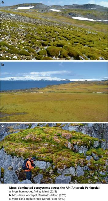 photos - Moss-dominated ecosystems across the AP [Antarctic Peninsula]