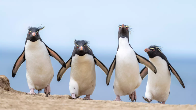 Ralph Robinson (British )
with their picture
“Gang of four”
“On the penguin highway, these rockhoppers are moving into town, and this town ain't big enough for all of them! I set up my camera a good distance from this ridge, where rockhopper penguins were returning from feeding in the southern Atlantic ocean in the Falkland Islands. The long lens pulled them into the frame without disturbing their return to nests on the hill. I love photographing penguins after they've been in the water as they are cleaner! These birds look like they are ready to kick some penguin ass!”