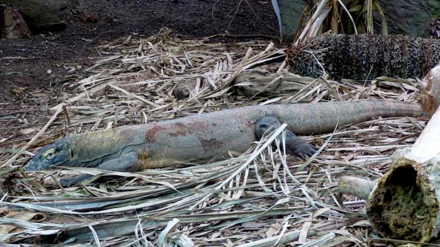 A komodo dragon lies among leaf litter;
 it looks splotched with blood on its back and side.