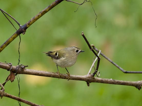 A close-up of a goldcrest, Europe's smallest bird, perched delicately on a thin, weathered branch. The bird's olive-green plumage, golden crown stripe, and fine details stand out against a soft, blurred green background.