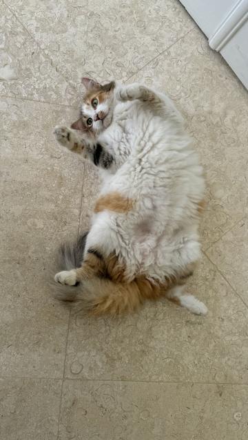 Calico kitty on her back.