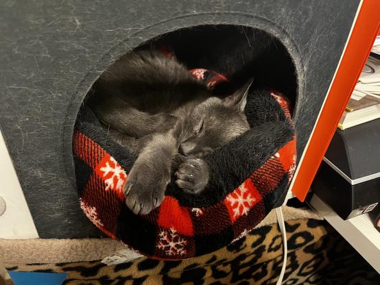 Gray cat curled up in black and red plaid bed in cat cubby in a shelf.