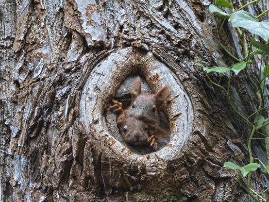 Squirrel at home