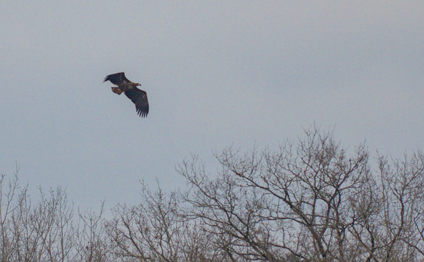 Un pygargue à queue blanche immature (gros aigle avec un bec fort, une envergure importante et un plumage marron avec du blanc) en vol au dessus des arbres

An immature white-tailed eagle (large eagle with a strong beak, long wingspan and brown plumage with white) in flight above the trees.