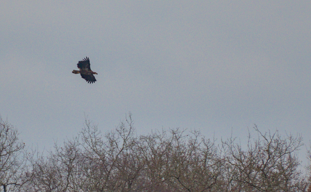 Le pygargue à queue blanche immature  en vol au dessus des arbres
The immature white-tailed eagle in flight above the trees.