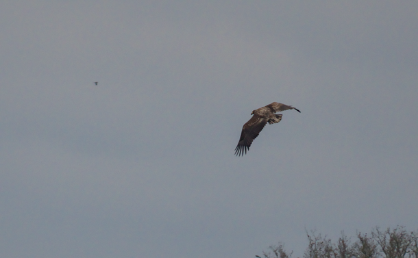 Le pygargue à queue blanche immature vu de dos
Immature white-tailed eagle seen from behind