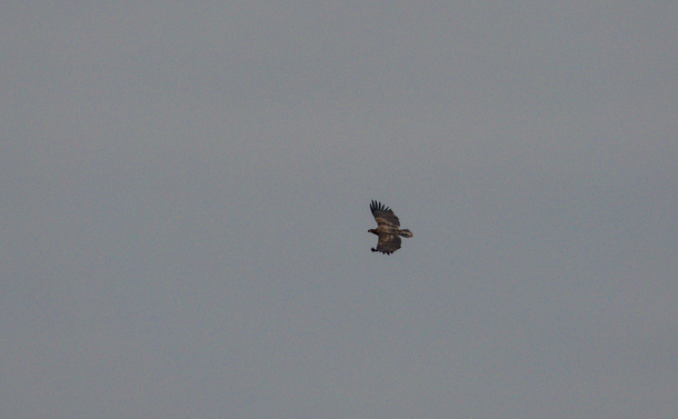 Le pygargue à queue blanche immature  en vol au dessus des arbres
The immature white-tailed eagle in flight above the trees.