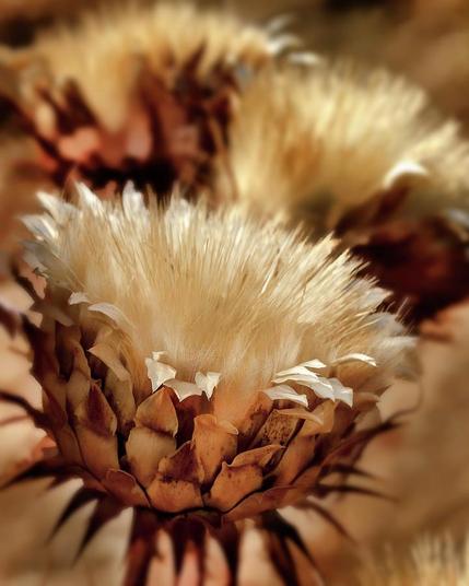 Golden Thistle II

This is an image of a thistle found growing alongside of a hiking trail in Northern California. 
These are common throughout the area I live but most people don't really pay attention to them other than to keep back away from them as they do have sharp little needles on the stem.
The outer ring of the flower are some relatively wide petals that have turned brown and they are starting to curl do to the lack of water. 
The center of the thistle has soft brush like leaves