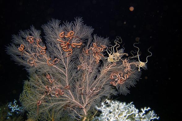 underwater photo of a fan-shaped coral on dark background