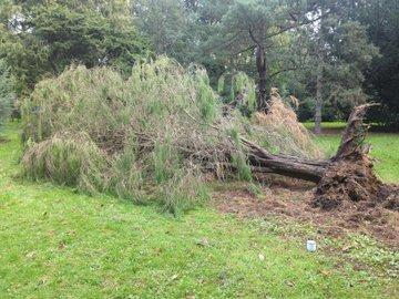 Kew Gardens lose around 8 trees in Storm Darragh