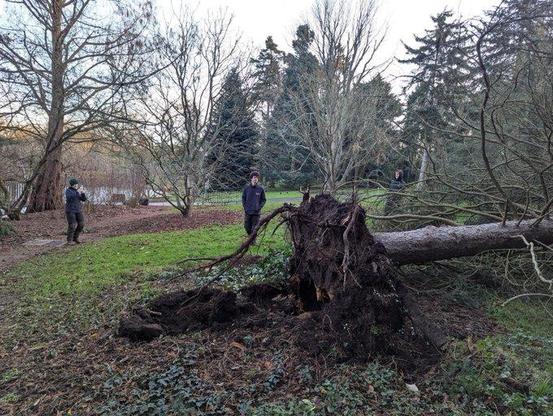 Kew Gardens lose around 8 trees in Storm Darragh