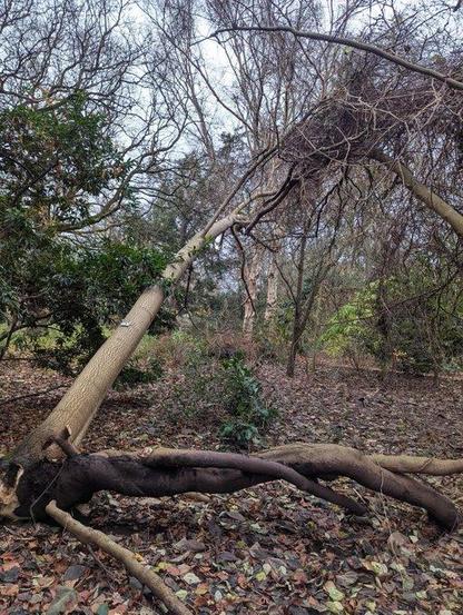 Kew Gardens lose around 8 trees in Storm Darragh