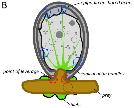 schematic drawing of an amoeba eating a filamentous prey cell