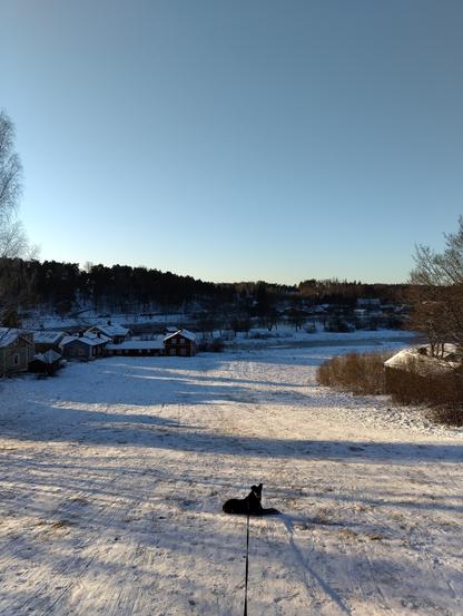 Koira makaa keskellä suurta mäkeä, jossa Vanhassa Porvoossa lasketaan talvisin mäkeä. Se on keskeyttänyt kepin kaluamisen ja katsoo kameraan päin. Taustalla näkyy vanhoja rakennuksia, puita, ja Siltapuisto.